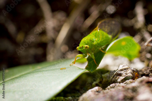 Green Cicada on a leaf looking at an ant