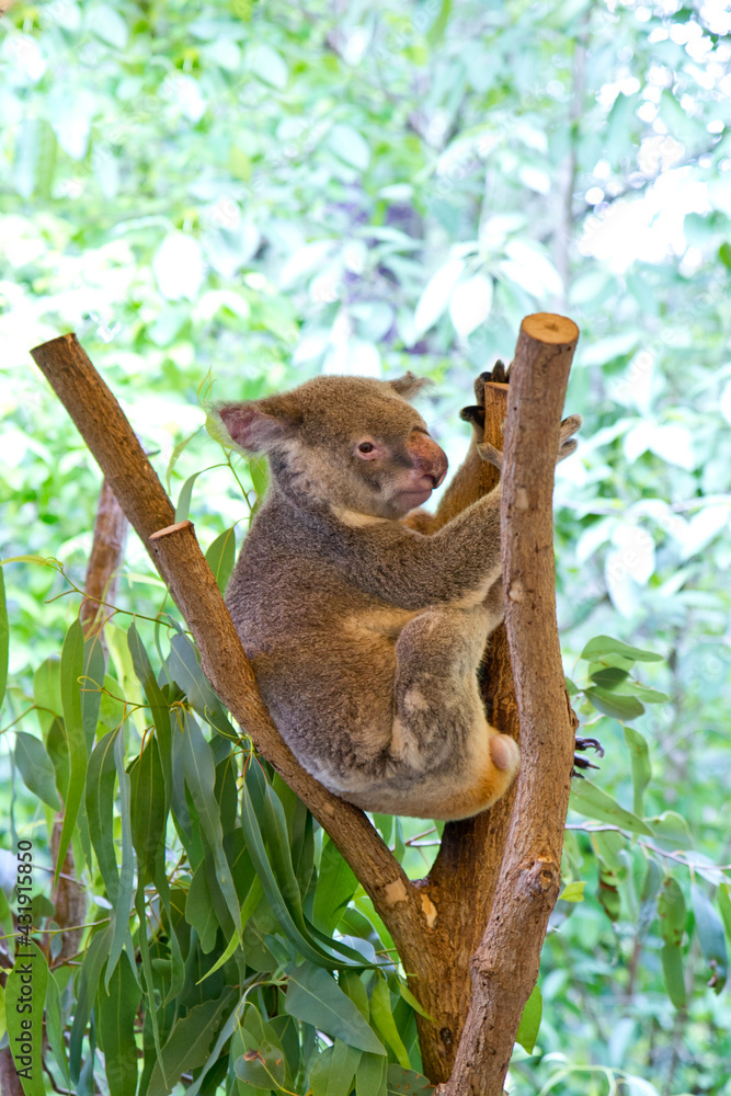 Obraz premium Koala sitting in a tree
