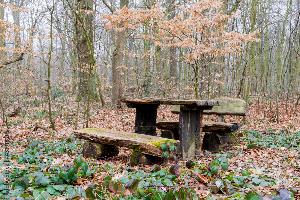 Autumn in the forest