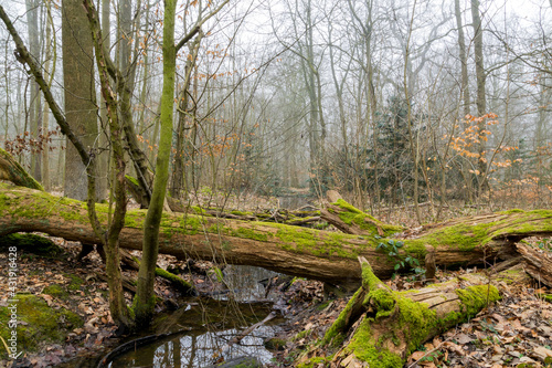 Autumn in the forest