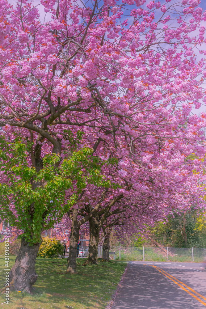 Sunny pink sakura/cherry trees alley