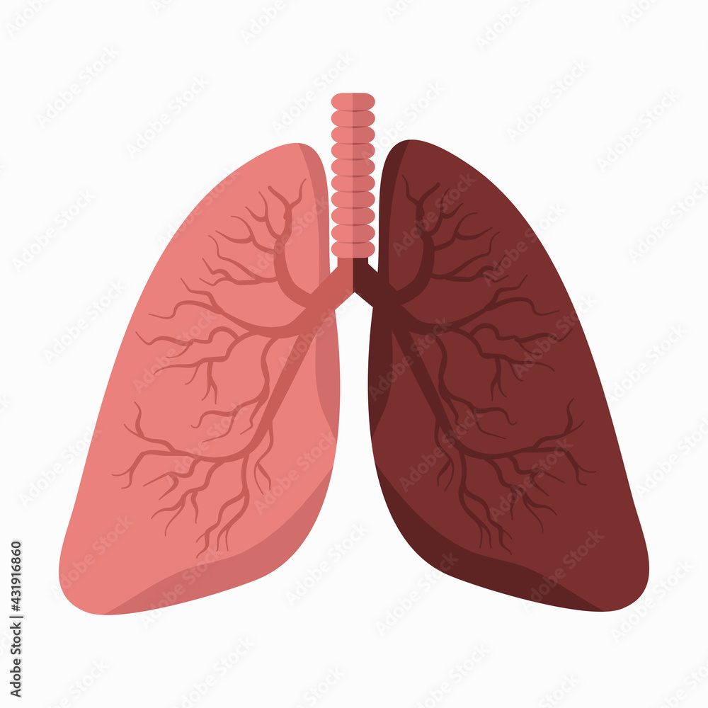 lungs vector with Comparing Lung lungs vector with Comparing Lung
