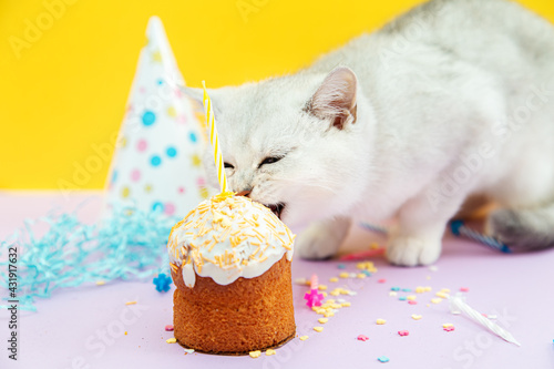 Fotografia White British kitten eats a festive cupcake.