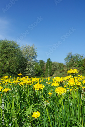 Blooming Dandelion meadow in a valley at spring