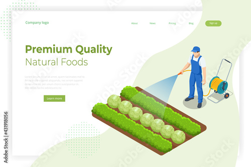 Isometric farmer watering a vegetable garden. Gardener with watering hose and sprayer water on the vegetable