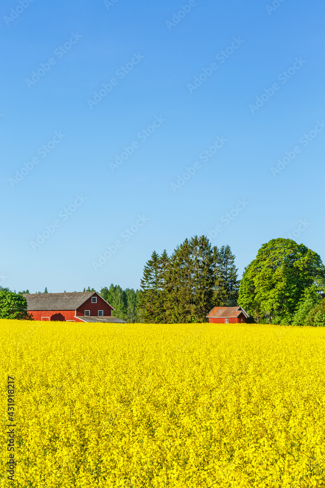 Red barn at a yellow flowering rapeseed field in a rural summer landscape