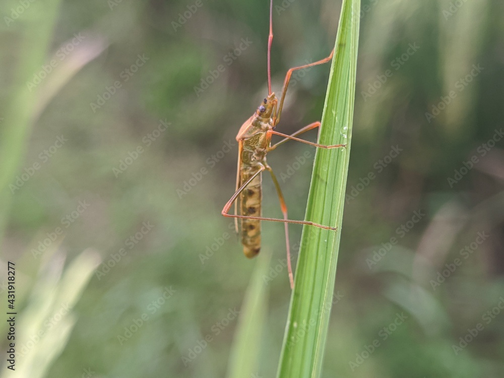 Close up of stink bugs in the rice fields Close up of stink bugs in the rice fields
