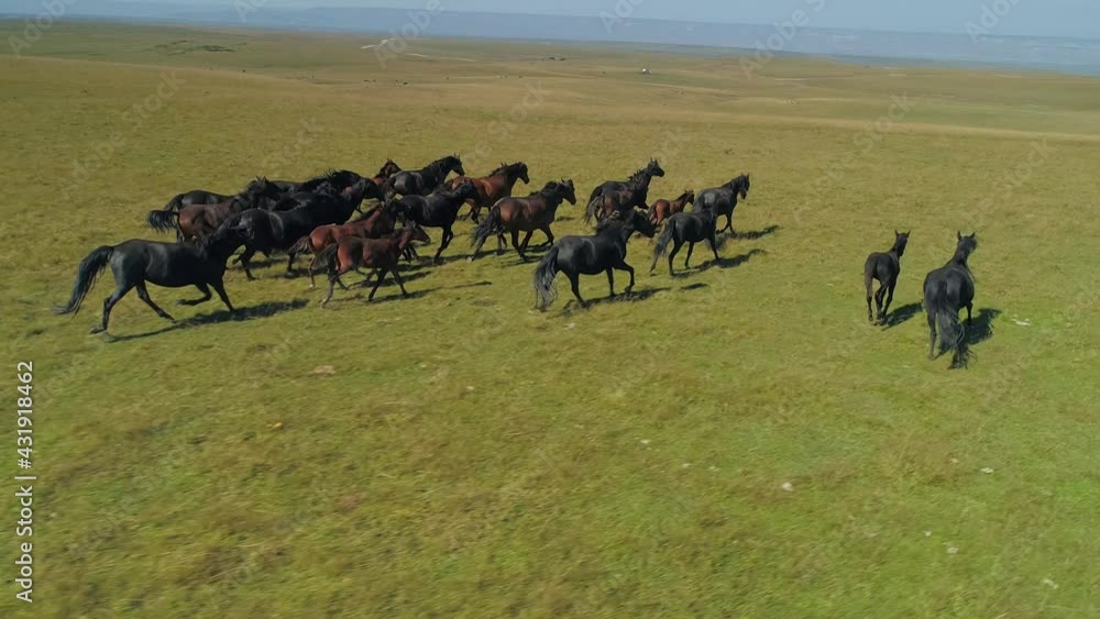 Drone sideways wild strong horses racers herd flock run on green spring field at gallop. Strength, power. Free grazing. Horse racing. Cinematic wildlife landscape. Open space. Abstract wild animals Drone sideways wild strong horses racers herd flock run on green spring field at gallop. Strength, power. Free grazing. Horse racing. Cinematic wildlife landscape. Open space. Abstract wild animals