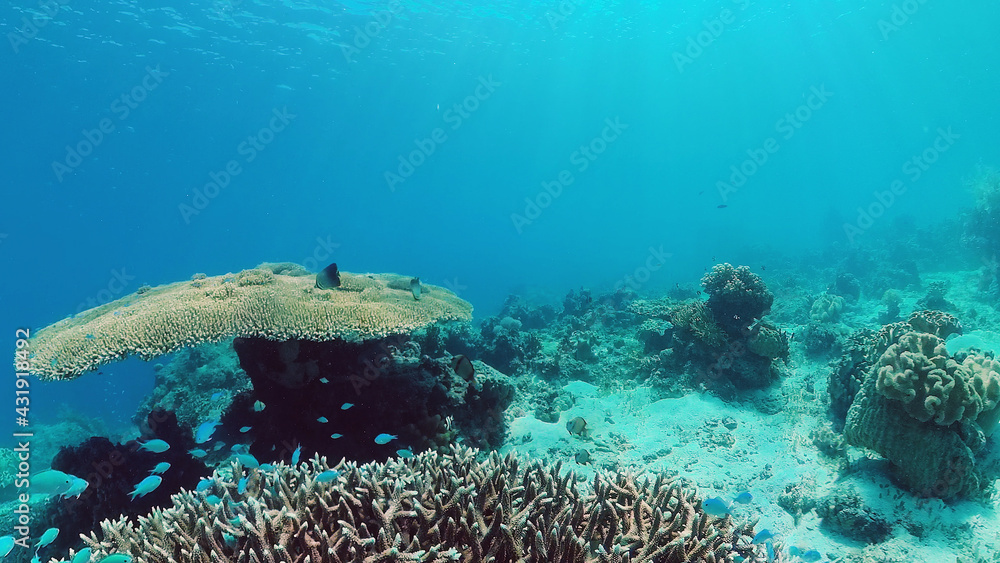 Fototapeta premium Tropical fishes and coral reef underwater. Hard and soft corals, underwater landscape. Panglao, Bohol, Philippines.