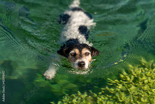 Dog 10 years old. Little cute Jack Russell Terrier swims in clear water. photo