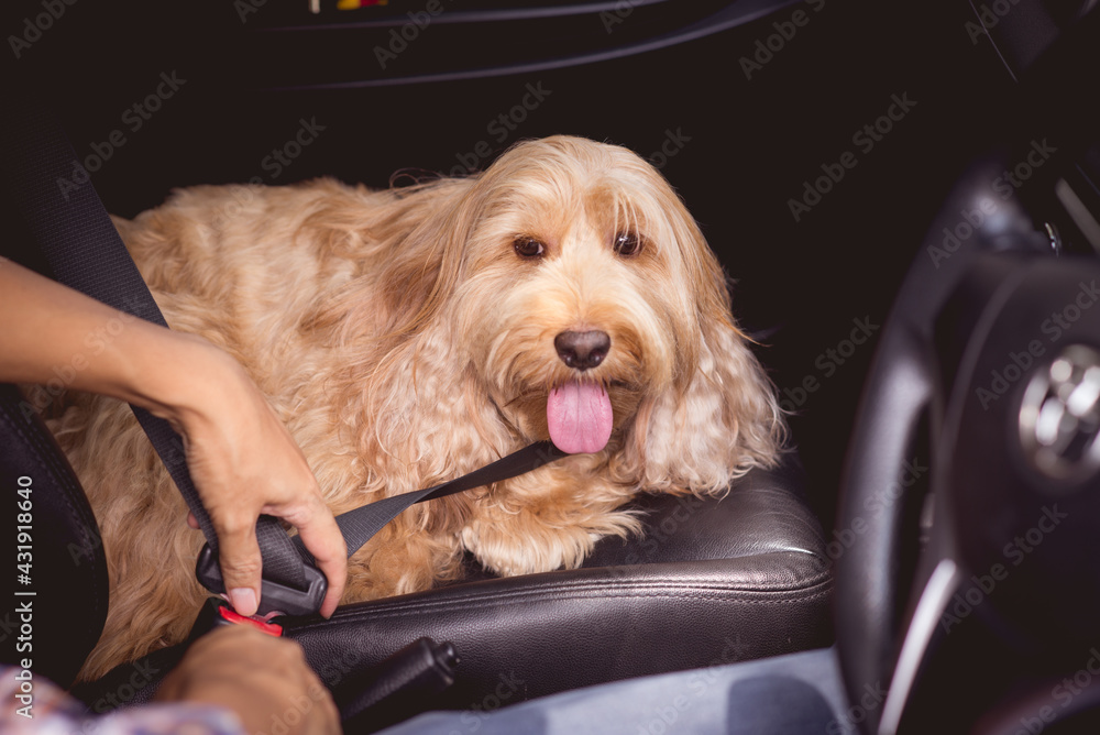 Owner seatbelt on hairy dog in car for safety. Adorable cockapoo breeding mixed (cocker spaniel and cute poodle). Small puppy cockerpoo doggie. Thoroughbred dog open mouth, long pink tongue Owner seatbelt on hairy dog in car for safety. Adorable cockapoo breeding mixed (cocker spaniel and cute poodle). Small puppy cockerpoo doggie. Thoroughbred dog open mouth, long pink tongue