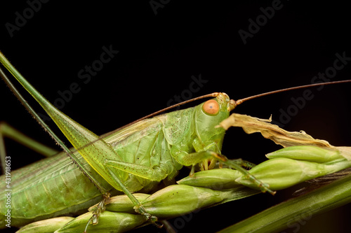 Details of a green grasshopper on grasses photo