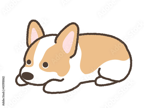 伏せをしているコーギー