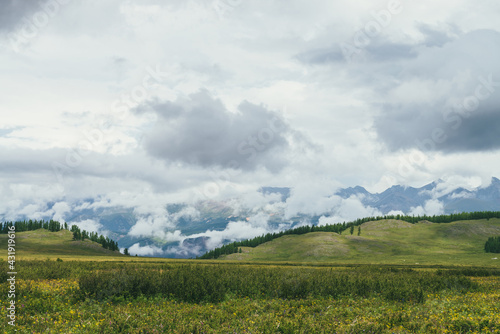 Scenic landscape with green hills covered grasses and flowers against green forest mountains in low clouds. Atmospheric scenery with lush vegetation of highlands and green mountains covered low clouds