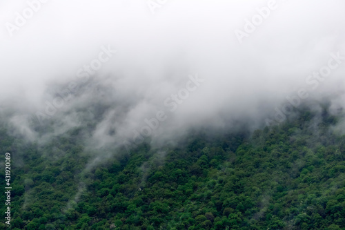 Forest landscape with fog in the mountains. Foggy mountain view of coniferous and pine forest in European alps in spring or autumn
