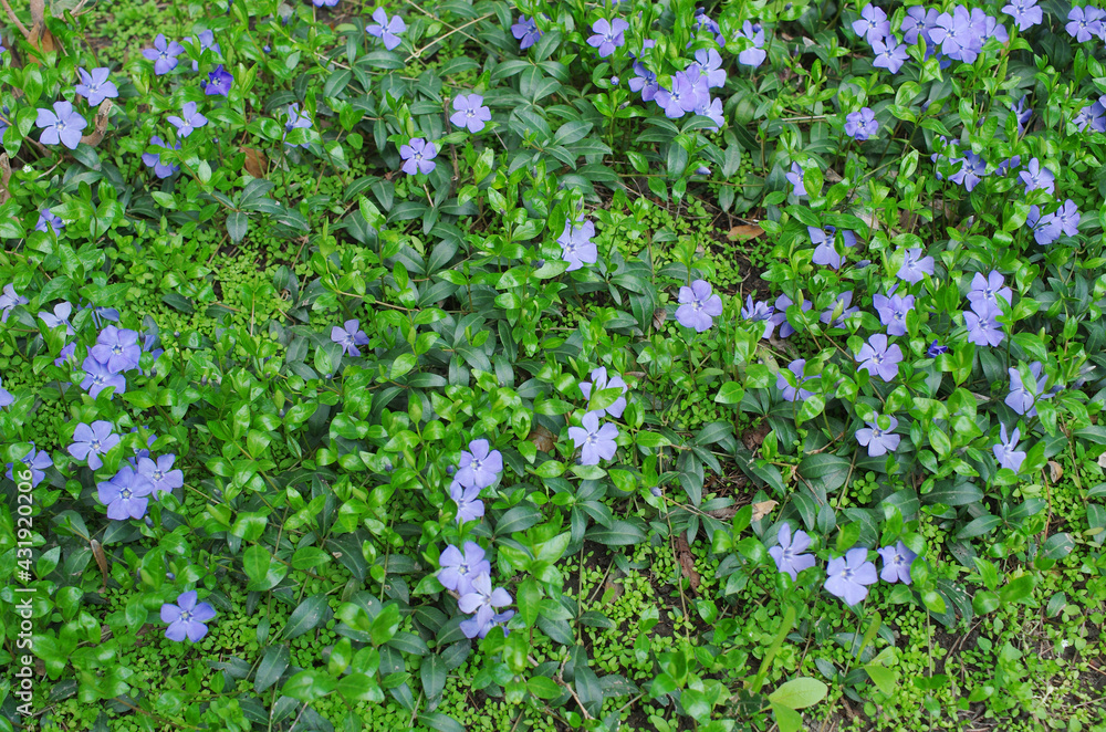 Flowers of lilac periwinkle in a clearing in the forest. 
