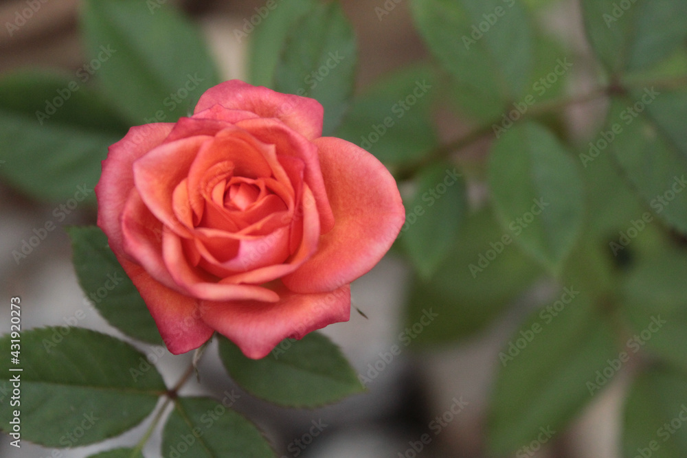 linda rosa linda rosa