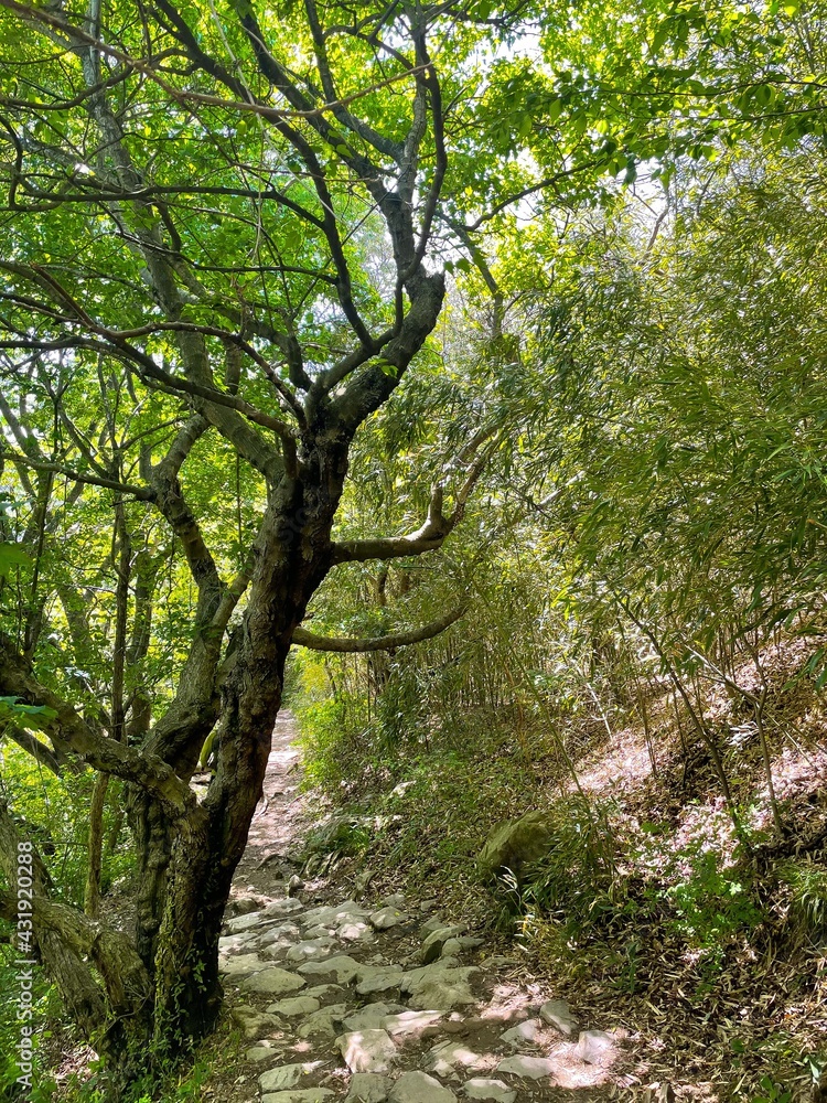 Country road running through tree alley. Country road running through tree alley.