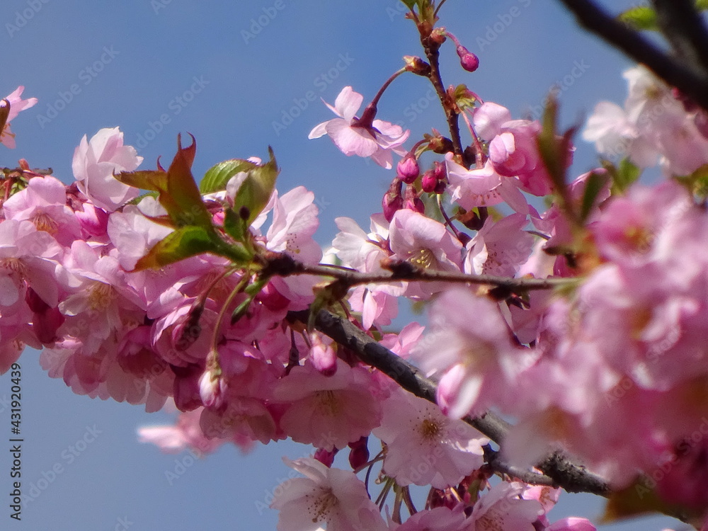 pink cherry blossom sakura flower blooming close-up of in Riga, Latvia. Pink flowers of sakura pink cherry blossom sakura flower blooming close-up of in Riga, Latvia. Pink flowers of sakura