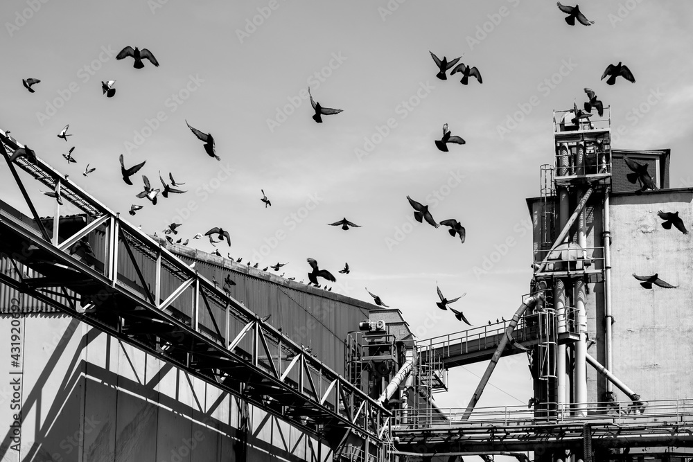 Fototapeta premium Industrieanlage mit Taubenschwarm