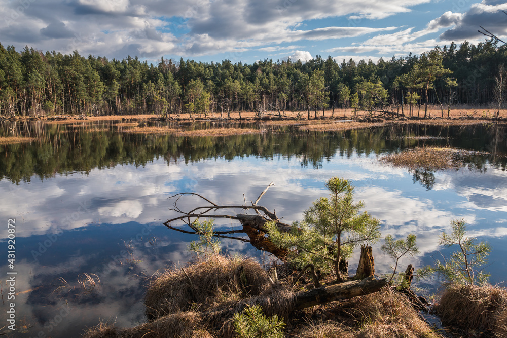 Swamp in the Czarci Dol reserve near Celestynow, Masovian Landscape Park, Poland