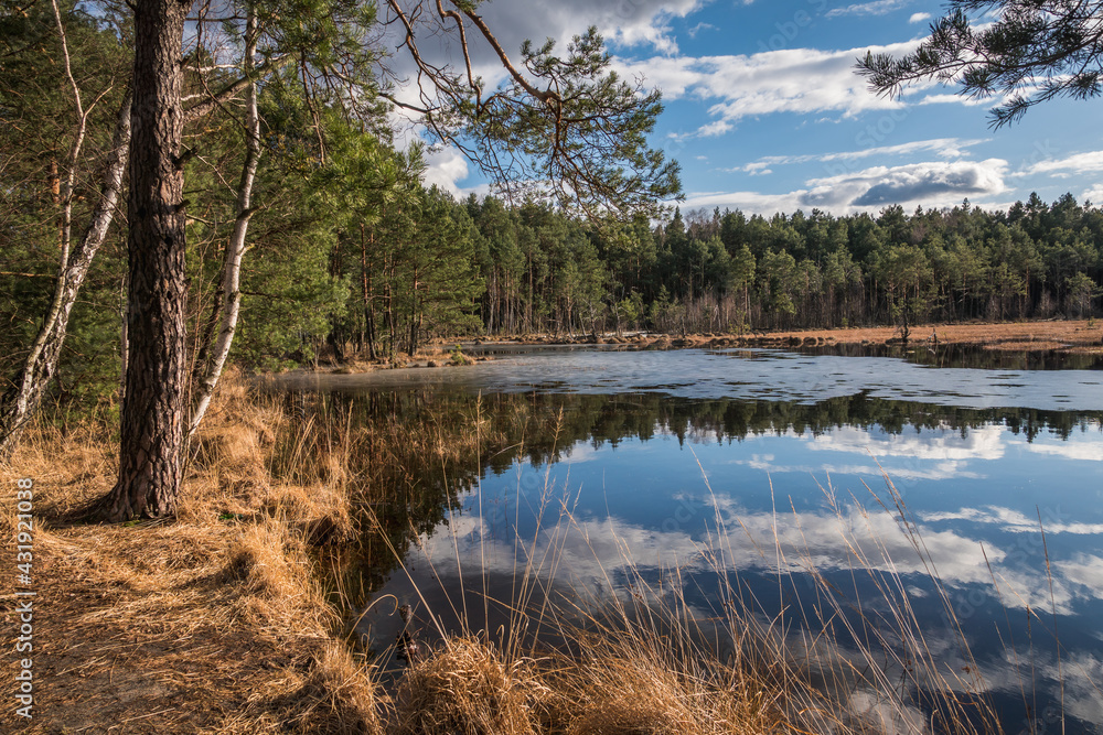 Swamp in the Czarci Dol reserve near Celestynow, Masovian Landscape Park, Poland