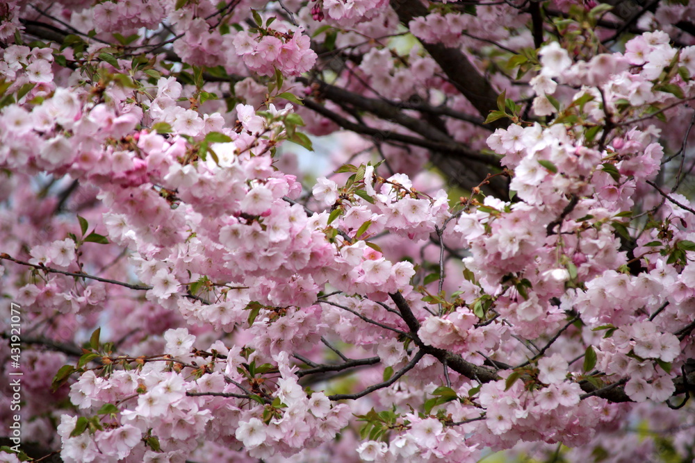 pink cherry blossom sakura flower blooming close-up of in Riga, Latvia. Pink flowers of sakura pink cherry blossom sakura flower blooming close-up of in Riga, Latvia. Pink flowers of sakura