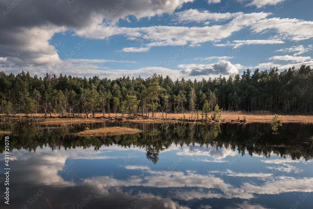 Swamp in the Czarci Dol reserve near Celestynow, Masovian Landscape Park, Poland