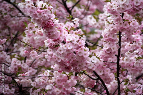 Wallpaper Mural pink cherry blossom sakura flower blooming close-up of   in Riga, Latvia. Pink flowers of sakura Torontodigital.ca