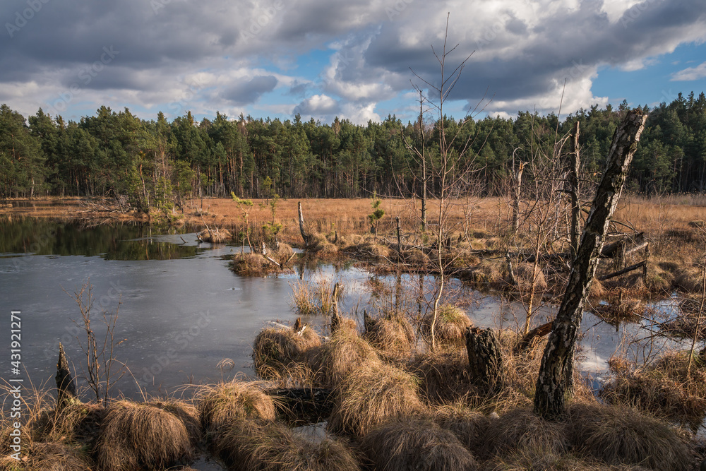Swamp in the Czarci Dol reserve near Celestynow, Masovian Landscape Park, Poland