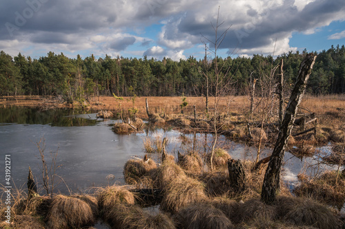 Obraz na płótnie Swamp in the Czarci Dol reserve near Celestynow, Masovian Landscape Park, Poland w salonie