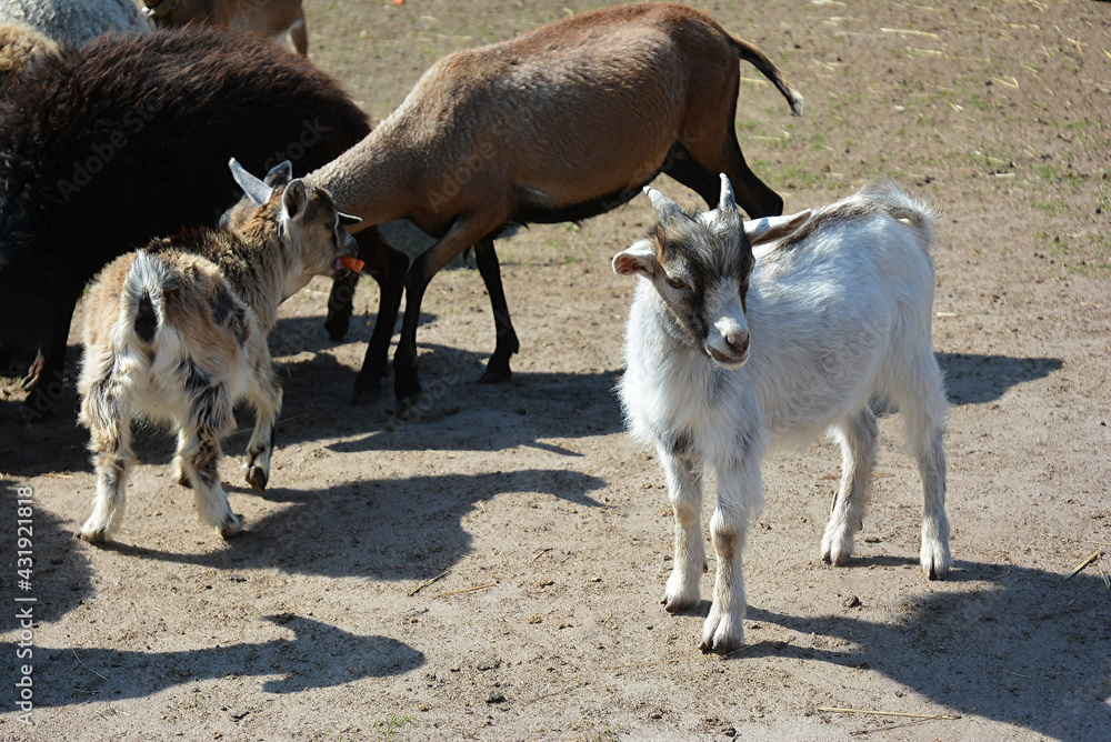 little goat against the background of other goats on the farm