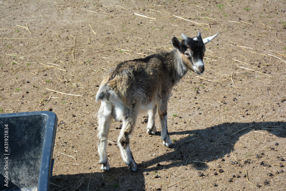 cute and funny little goat on the farm cute and funny little goat on the farm