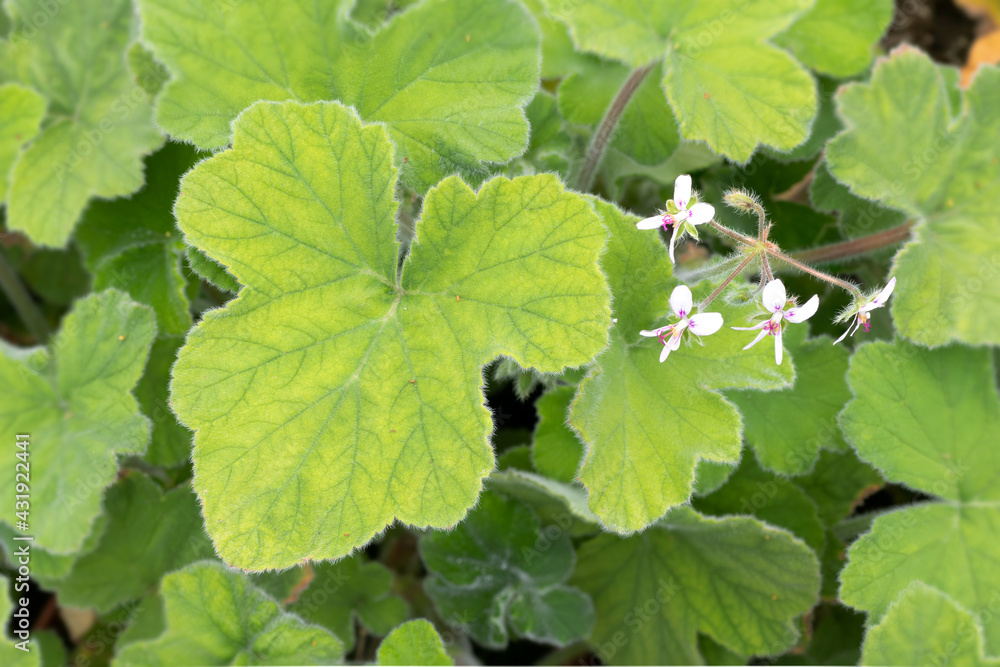 Peppermint Scented Geranium (Pelargonium tomentosum) Peppermint Scented Geranium (Pelargonium tomentosum)