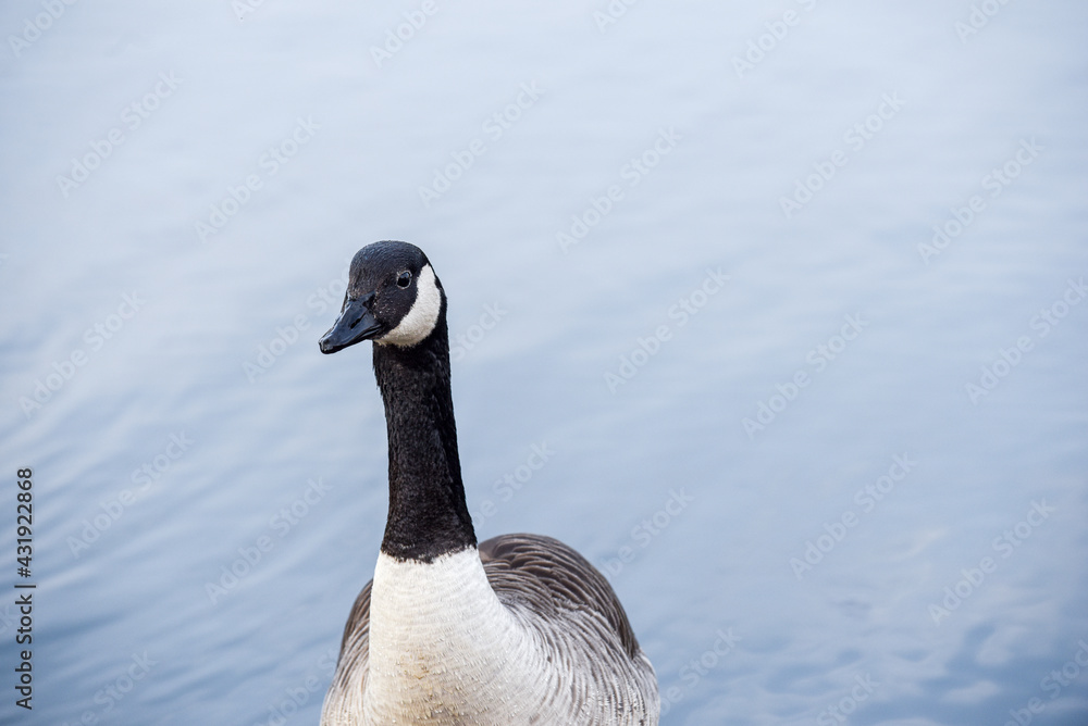 Fototapeta premium Canada Goose stands by a lake with calm water