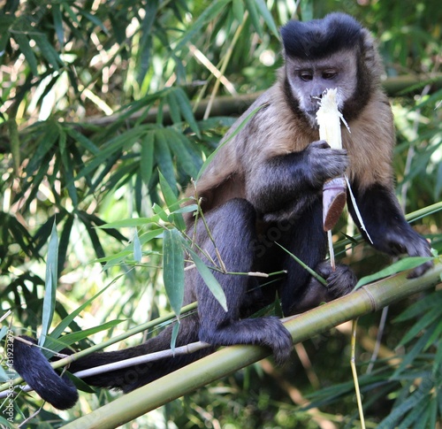 nail monkey