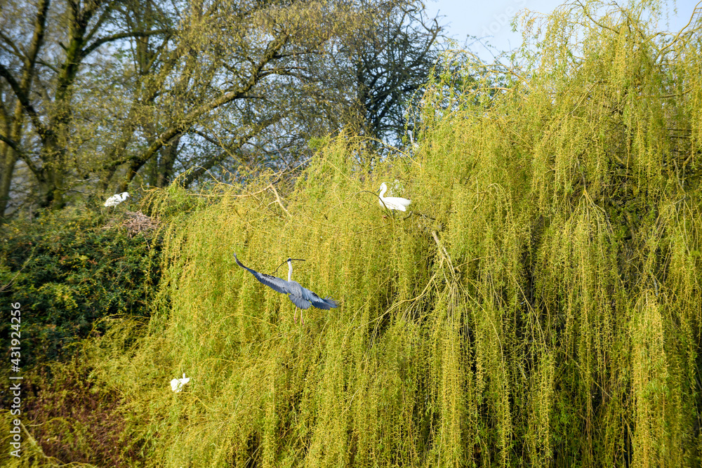 Fototapeta premium Grey Heron or Ardea Cinerea in flight over a lake and building a nest