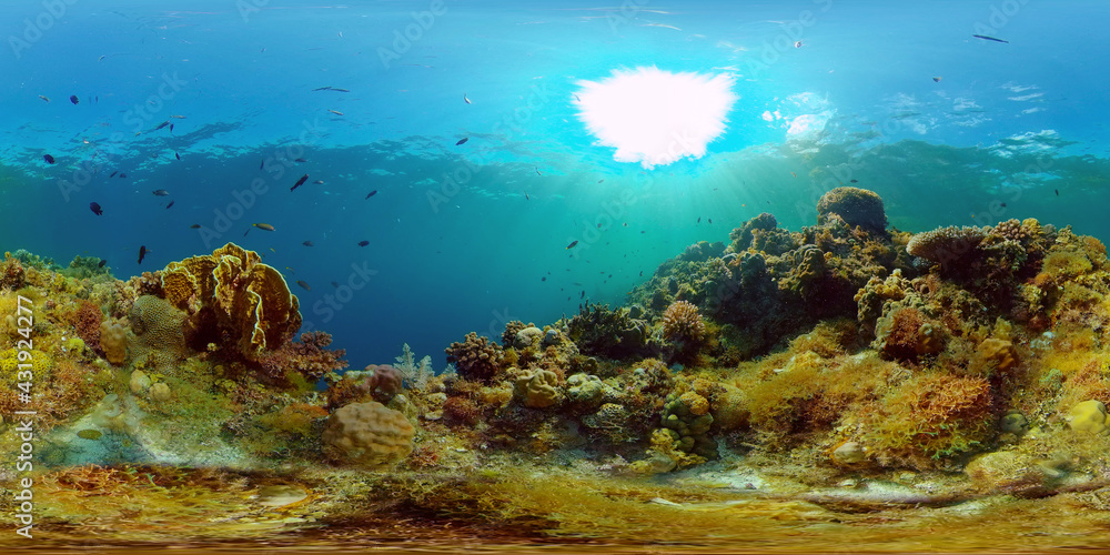 Tropical Fishes on Coral Reef, underwater scene. Philippines. 360 panorama VR