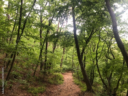 trees in the forest