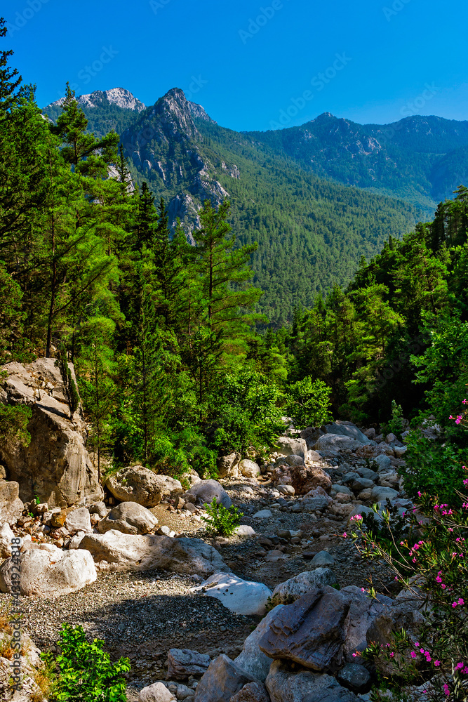 mountains and evergreen forest on a sunny summer day