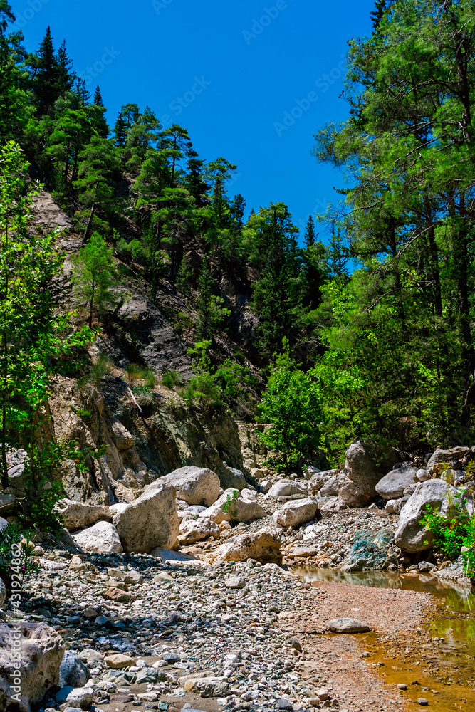 mountains and evergreen forest on a sunny summer day