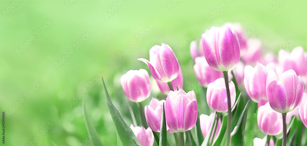 beautiful pink Tulips flowers on green spring natural background. spring season concept. template for design, copy space