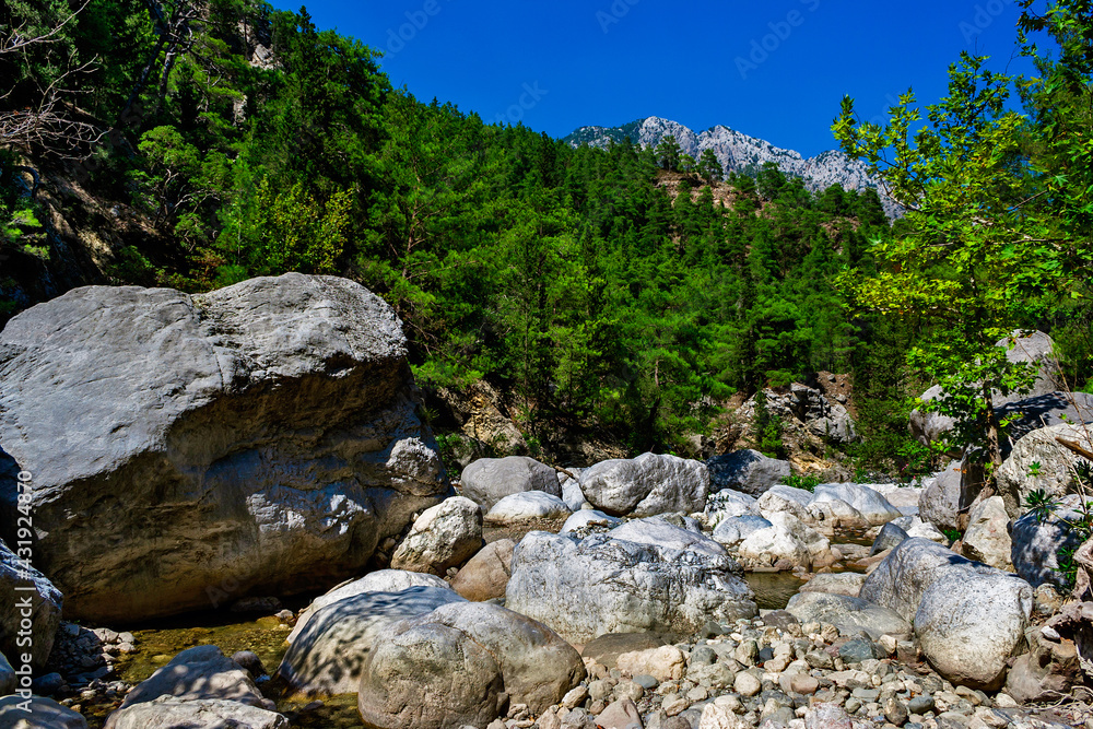 mountains and evergreen forest on a sunny summer day mountains and evergreen forest on a sunny summer day