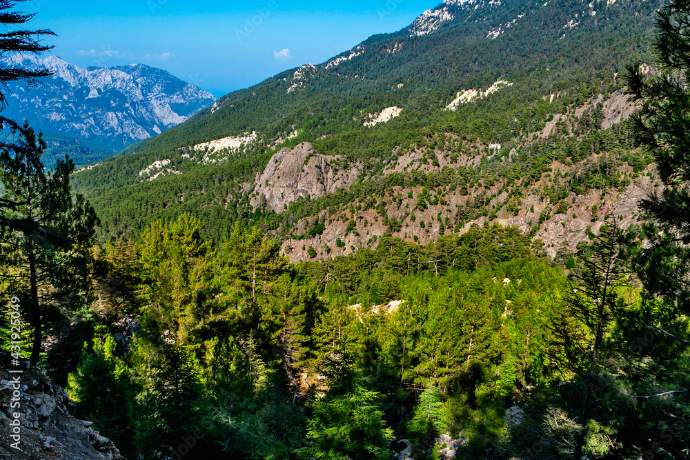 mountains and evergreen forest on a sunny summer day