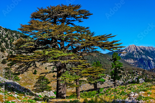 big old pine trees in the mountains a sunny summer dno © Alx_Yago