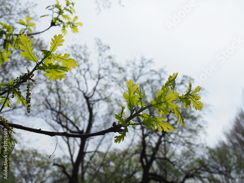 background of green oak leaves, spring time