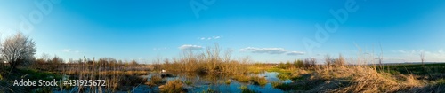 panorama of the evening lake with a swan and the surrounding green grass