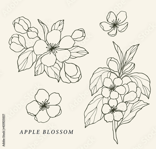 Hand drawn apple blossom collection