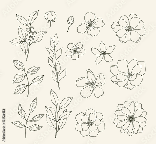 Set of hand drawn floral elements