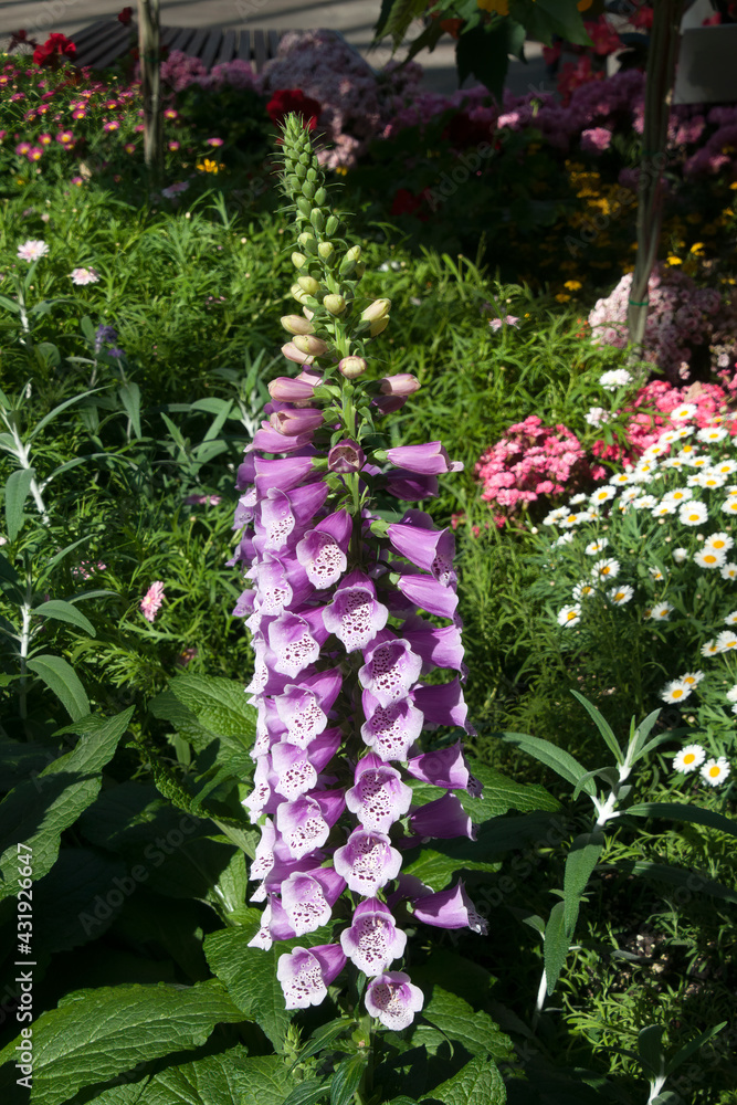Fototapeta premium Sydney Australia, mauve foxglove flowering spike